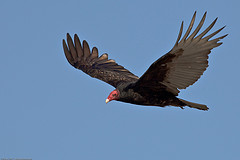 Galería de mikebaird - Turkey Vulture (Cathartes aura)