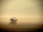 Foto de Hamed
