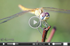 video premium