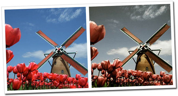 Red Tulips Efecto dZoom Red Tulips Efecto dZoom