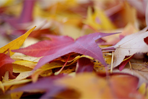 Leaves por Jeff Kubina