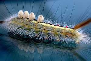bug-front