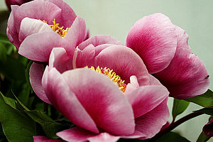 flor-07
