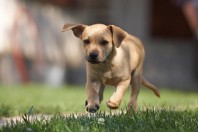 My little dog por -=RoBeE=-