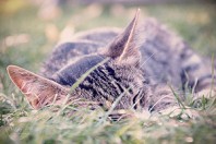cat