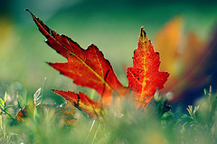 wpid-fotografia-hojas.jpg