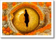 wpid-fotografia-macro.jpg