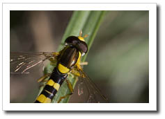wpid-insecto-cc.jpg