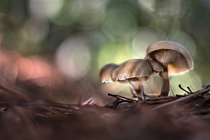 clitocybe sp 1000