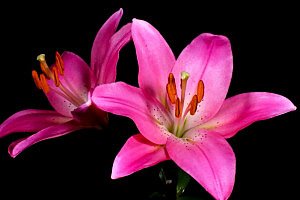 Timelapse-flores-1