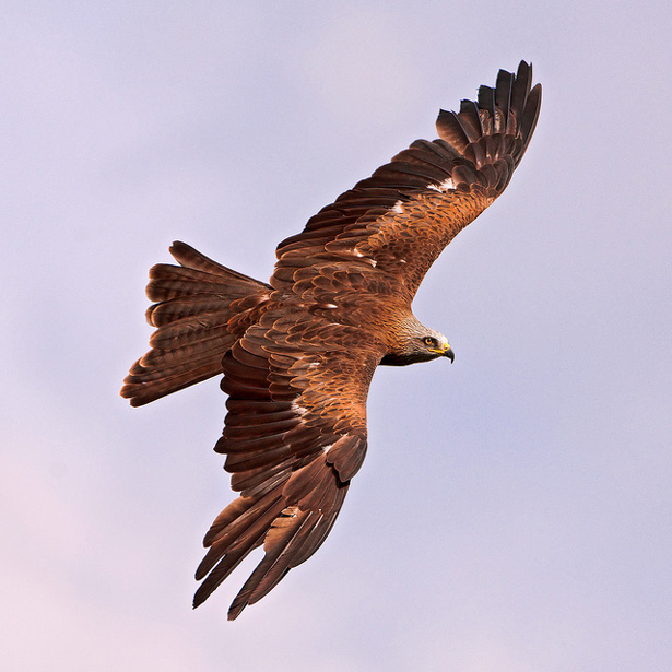 Pájaro en vuelo